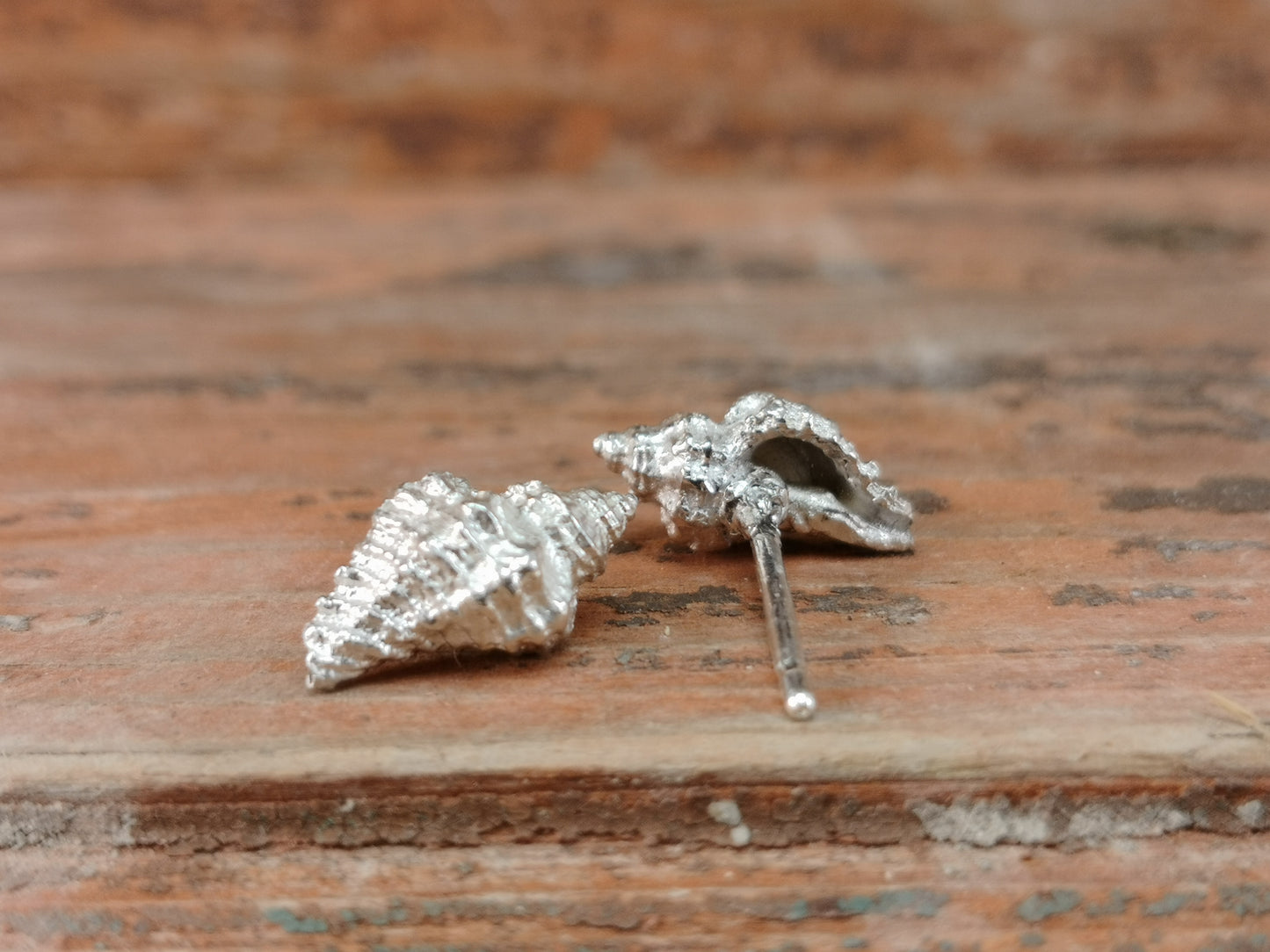 Orecchini Conchigliette "Ocenebra Erinacea" in argento