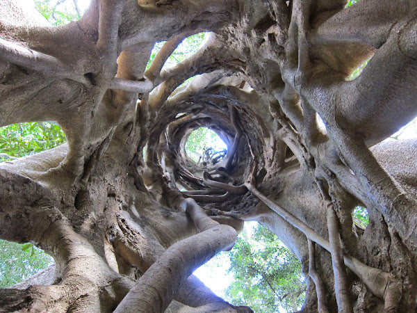 Ciondolo "Ficus" in Argento con Rubini Grezzi