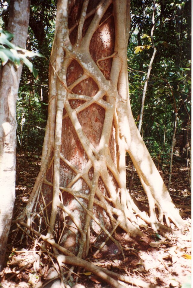 Ciondolo "Ficus" in Argento con Rubini Grezzi